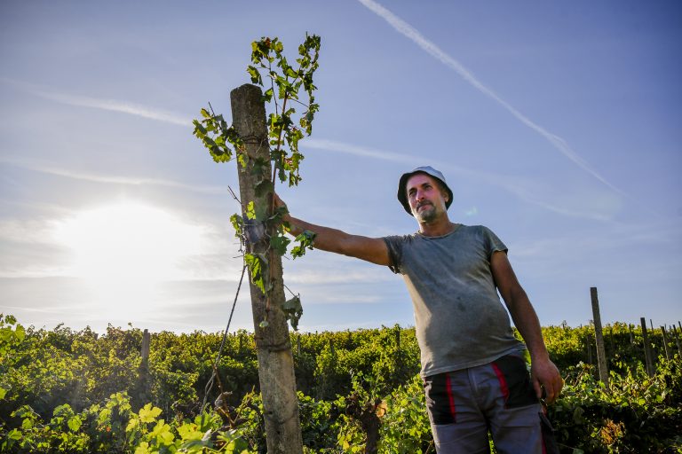 Djersa e përçmuar e bujqve